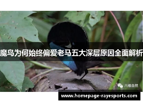 魔鸟为何始终偏爱老马五大深层原因全面解析 魔鸟为何始终偏爱老马五大深层原因全面解析